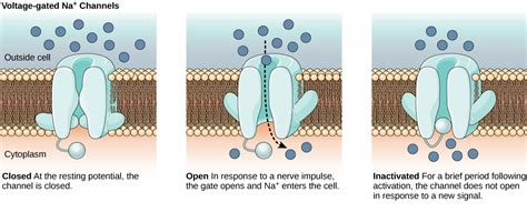 chanel close|when do sodium channels close.